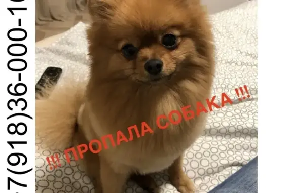 Пропала собака в Краснодаре, р-н Панорамы, вознаграждение!