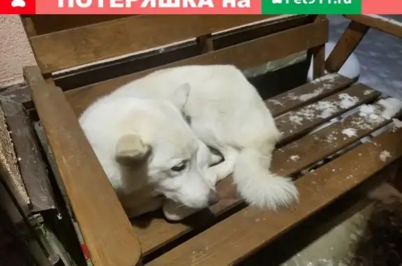 Найдена собака в Горетовке, Зеленоградский район