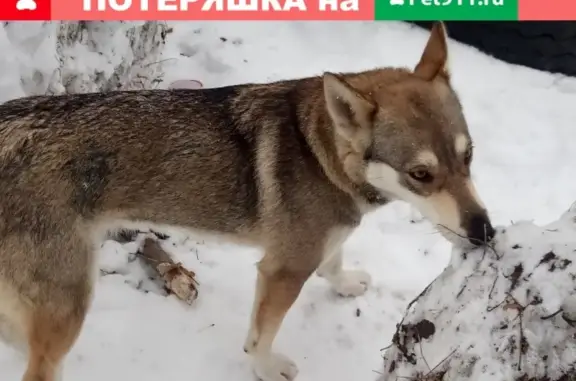 Найдена собака Метис в Таганроге с хромой лапой