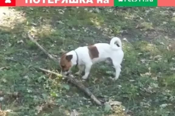 Пропала собака на ул. Майская, Белгородская область