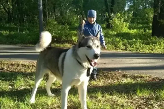 Пропал маламут в Челябинске