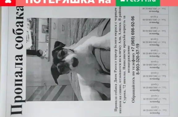 Пропала собака Джек Рассел терьер на ул. Карбышева, Ульяновск