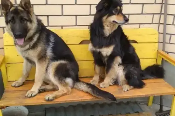 Пропали две собаки в Мушковатово, Рязань