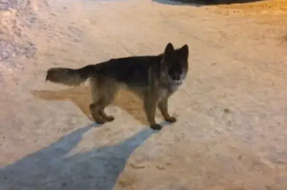 Собака Ротвейлер найдена в пос. Смолино, Челябинск