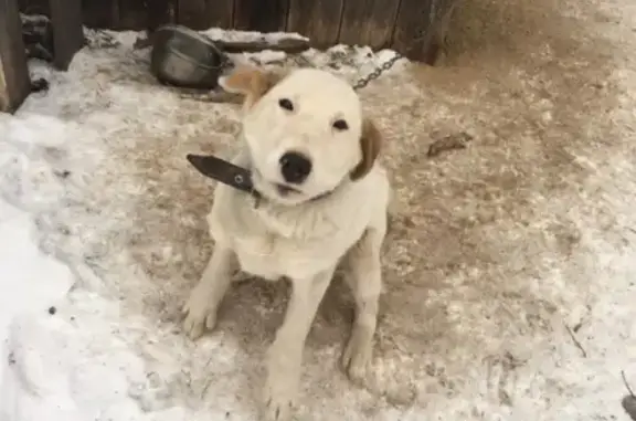 Пропала собака в Пошехонье, помогите найти!