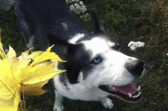 Пропала собака Айс (хаски) с разными цветами глаз в районе ЦРБ и главной ёлки, вознаграждение.