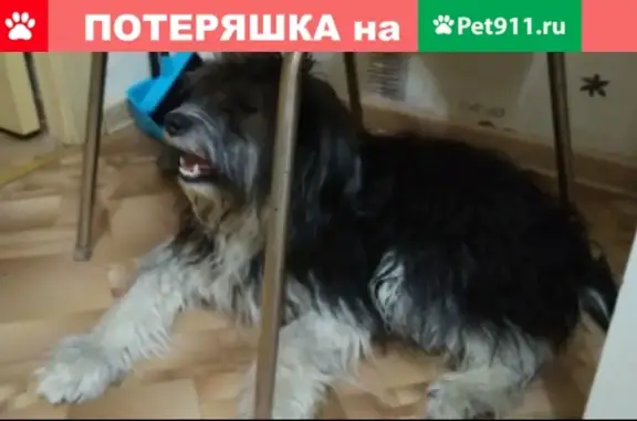 Найдена собака на ул. Ленинградской, Северск
