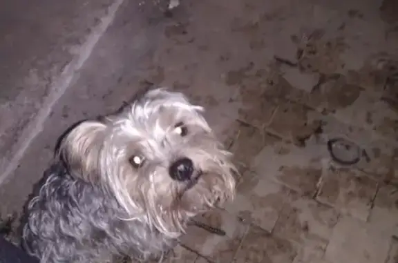 Собака найдена в Москве, рост 15-20см