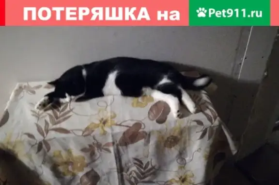 Пропал кот на ул. Челюскинцев в Павлово