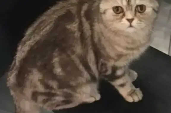 Пропала кошка Персик на Ростовском шоссе (Краснодар)