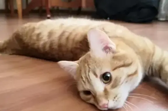 Кошки потеряшки, Кемерово, фото: Потеряшка кошка в д. Чебуле, Кемерово [id209724930]