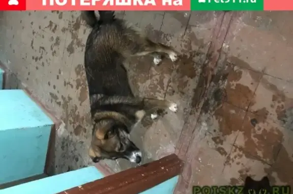 Пропала собака на Ул. Ленина, л. 79 в Коломне
