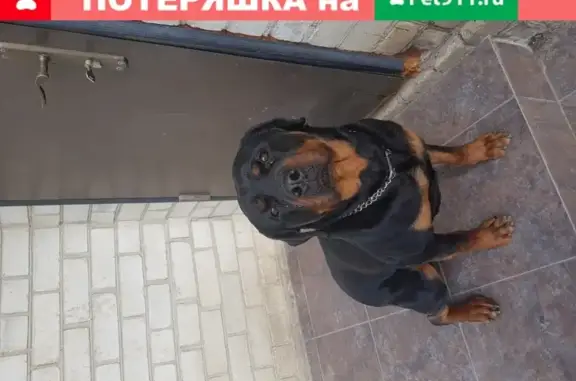 Пропала собака Ротвейлер в Иноземцево, Ставропольский край