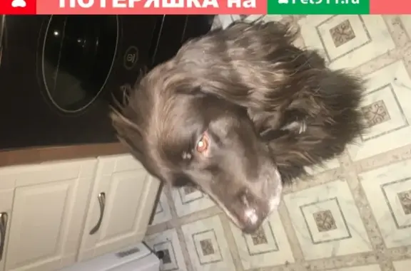 Собака найдена на Седова 79 в Невском районе СПб