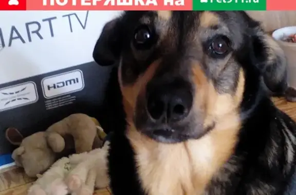 Собаки потеряшки, Ульяновск, фото: Потеряшка собака в Ульяновске, на Кольцевой улице.