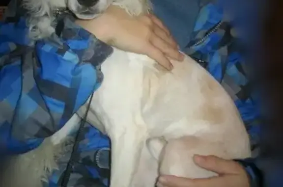 Пропала собака Филя, белая хохлатая пуховка с рыжими пятнами, Ярославская область, Рыбинск, +7980-661-88-97.