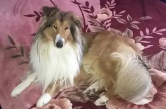 Пропала собака в Егорьевском районе, Московская область https://vk.com/id520870253