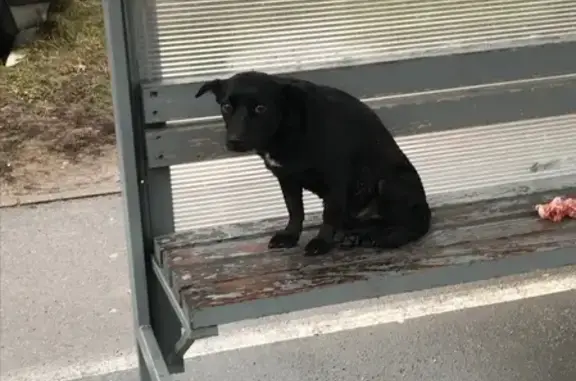 Найдена чёрная собака на улице Согласия, Калининград