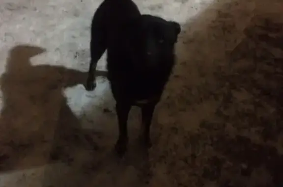 Найдена собака на Каштаке в Томске