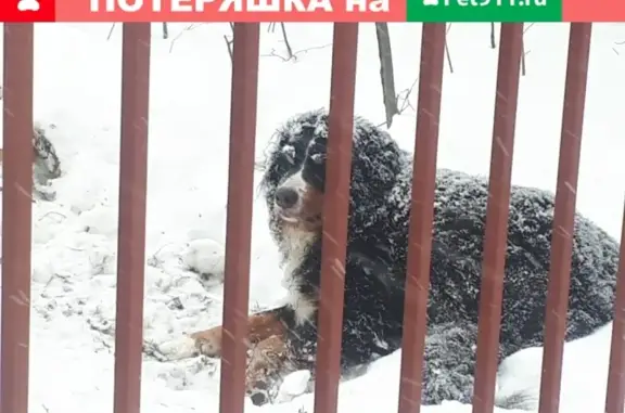 Найдены две собаки в СНТ Коммунарка, Дружба и Соловьиная роща