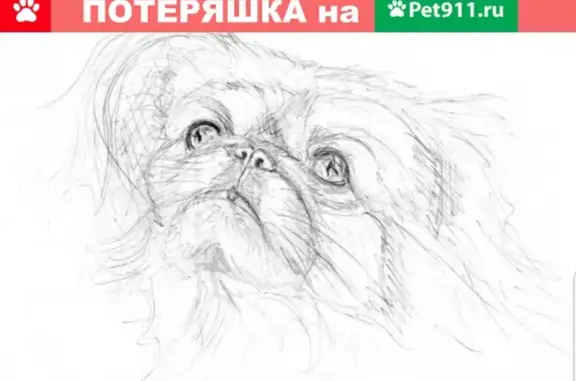 Пропала собака на ул. Суворова