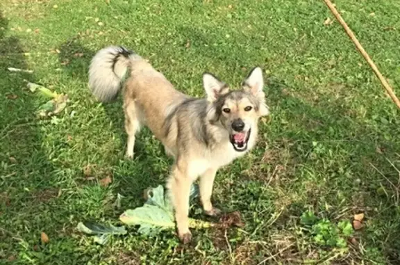 Собаки потеряшки, село Вощажниково, фото: Потеряшка собака Альма в Борисоглебском районе Ярославской области