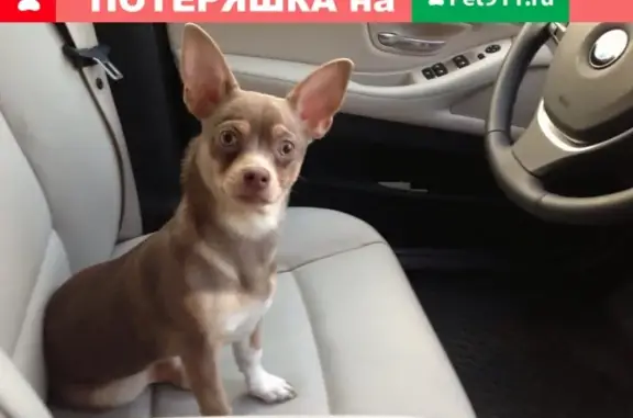 Пропала собака в Москве, район Ростокино!