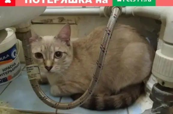 Найдена кошка на ул. Красных Зорь