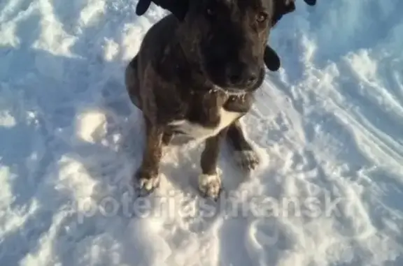 Найден пёс в Новосибирском районе, ищем старых хозяев!