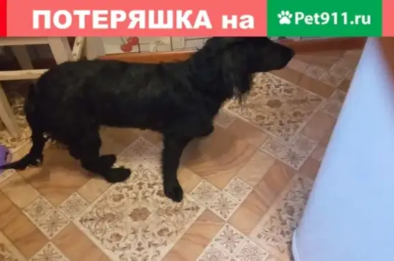Найдена собака в Зеленогорске, ищет хозяина или новый дом.