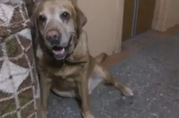 Найдена собака в Мурманске, нужны хозяева!
