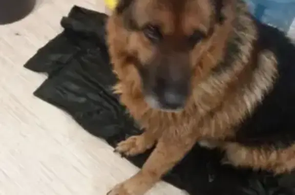 Найдена собака в пригородном лесу Тамбова