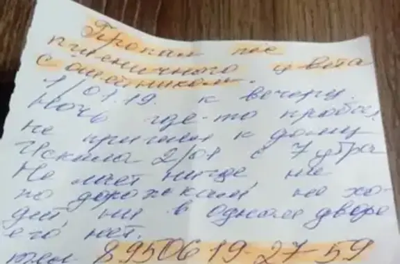 Собаки потеряшки, Нижний Новгород, фото: Потеряшка собака на ул. Мончегорской, Нижний Новгород