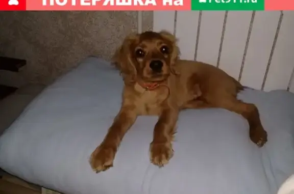 Пропала собака Цезарь в Дачном, Смоленская область