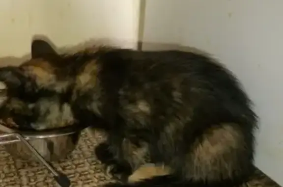 Пропала кошка Лизка в Сургуте, помогите найти!