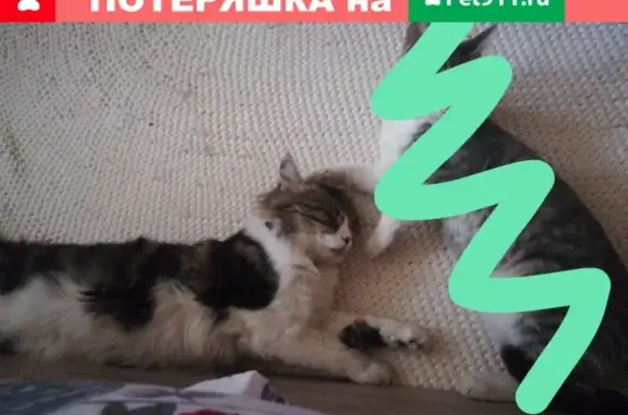 Пропала кошка на улице Серафимовича, Ростовская область