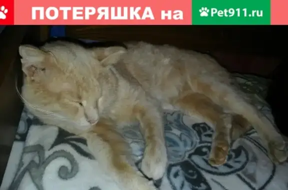 Пропала кошка Мася в г. Кимры, Тверская область!