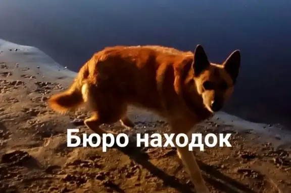 Пропала собака Макс в Архангельске