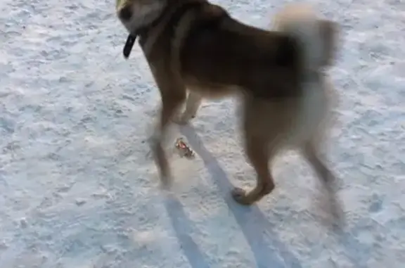 Собака-лайка потерялась в Порошино, Киров, Россия