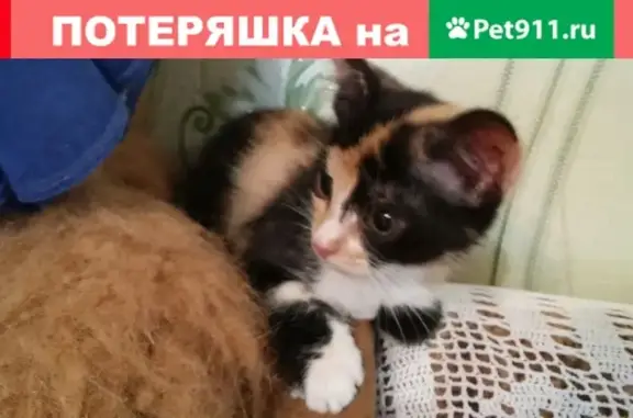 Найдена кошка в Ижевске, возраст 1 мес.