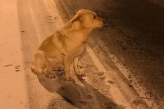Найдена собака на 50-м км, Истра, Московская обл.