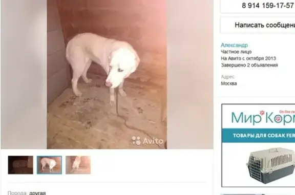 Найдена собака алабай в Ховрино (Авито)