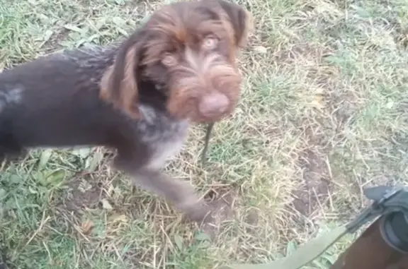 Пропала собака в Керчи, порода дратхаар, кличка Найда