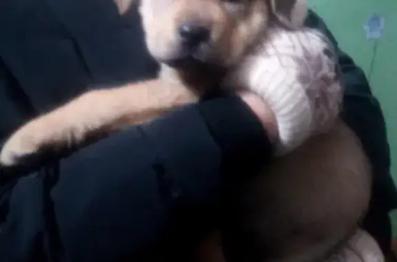 Найден щенок с поводком в районе троллейбусного парка