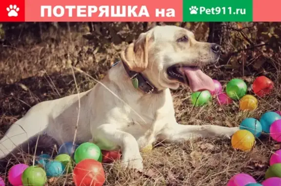 Пропала собака Ника в Видном, Московская область