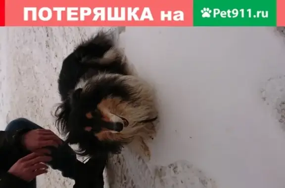 Найдена собака на Кремлёвской улице