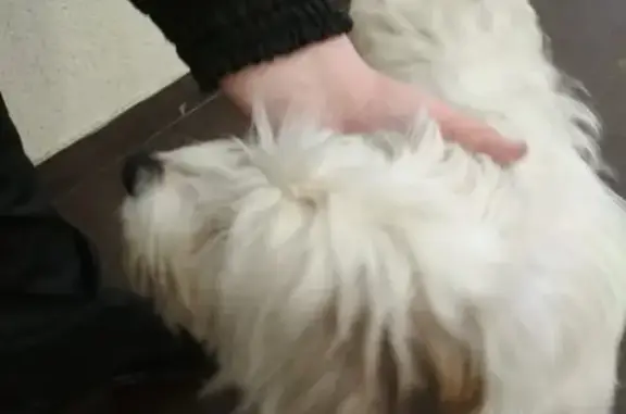 Собака найдена в Москве, Бирюлево https://vk.com/id186283096