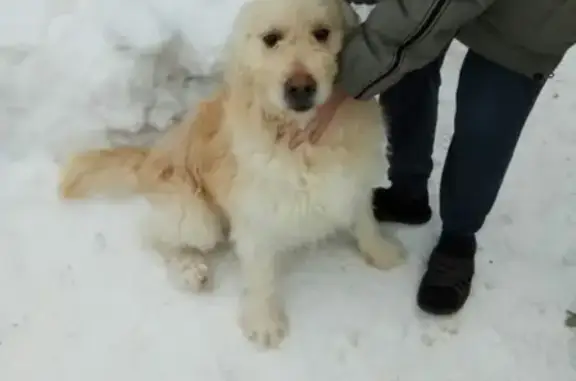 Найдена собака в Кирсанове, Тамбовская область