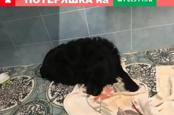 Собака найдена на Янки Купалы, Нижний Новгород