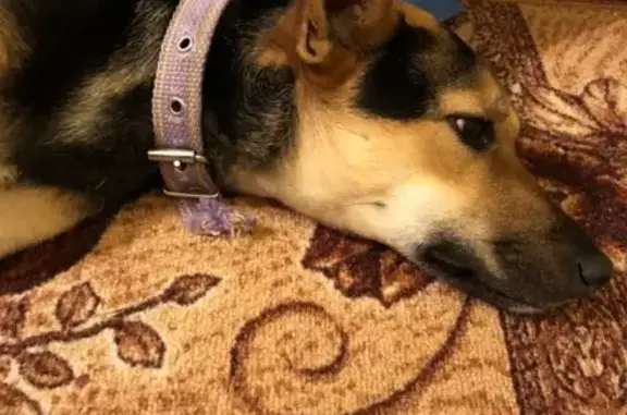 Собака найдена возле Макдоналдса в Чехове